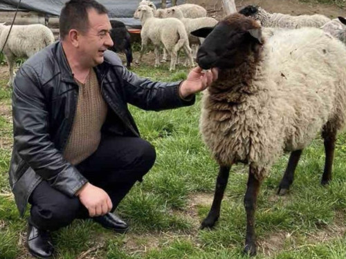 Гуцульська бриндзя по-ветеранськи: після демобілізації Роман Масевич розвиває вівчарство у Карпатах