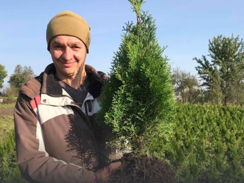 Ялівці, зелень і лаванда з 