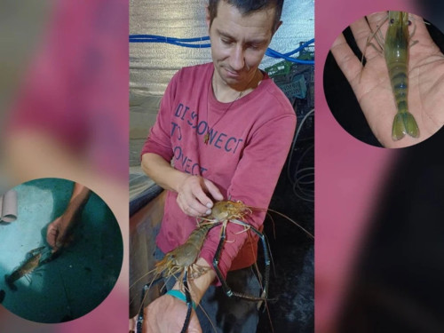 Від фронту – до вирощування креветок: Сергій Савченко розвиває акваферму на Київщині