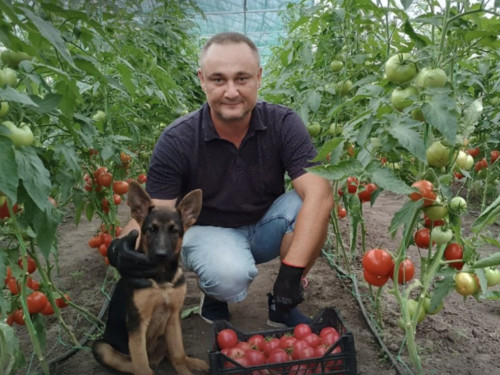 Екологічні овочі, зелень та ягоди: ветеран Ігор Глиняний заснував інноваційний бізнес на кошти гранту